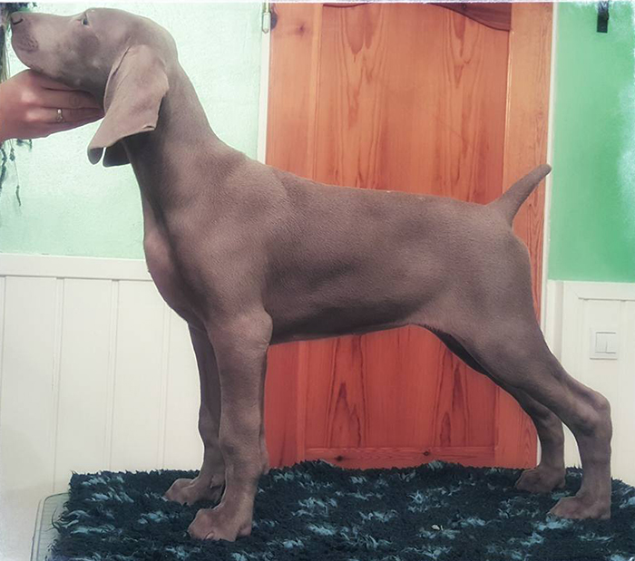 Weimaraner