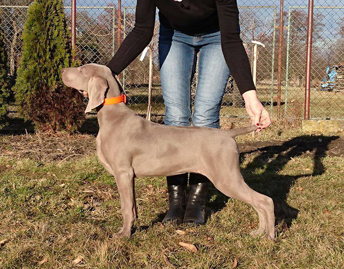 Weimaraner