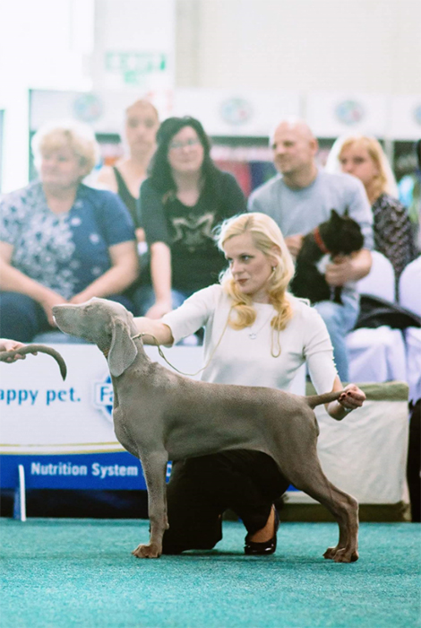 Weimaraner