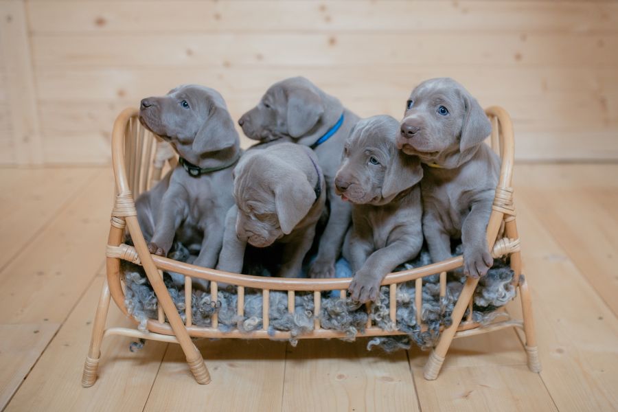 Weimaraner